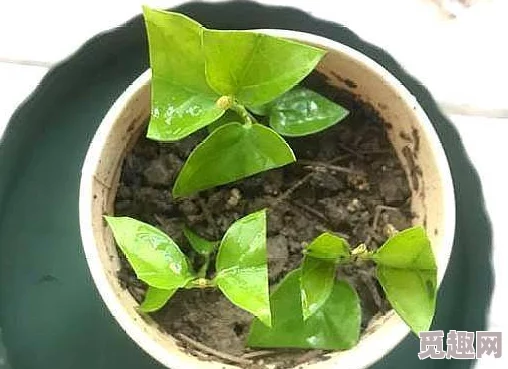 扦插BB有什么好处：探讨植物繁殖方式对生长发育及生态适应性的影响与应用研究