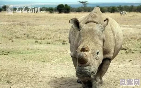 疯狂动物园帽子图鉴大全：探秘苏丹风情，解锁独特头巾款式集锦